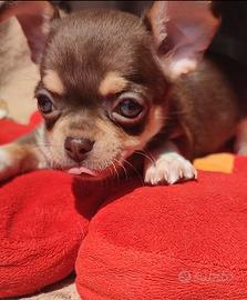 chihuahua occhi chiari 