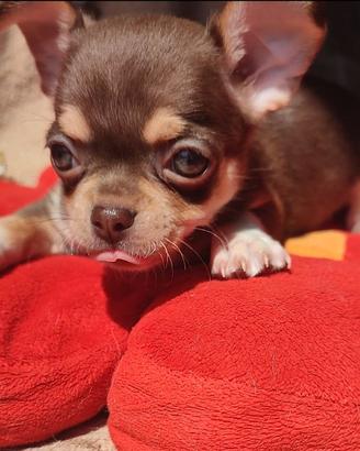 chihuahua occhi chiari 
