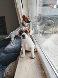 Cucciola di Jack Russell