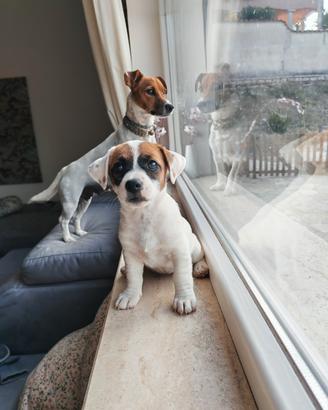 Cucciola di Jack Russell