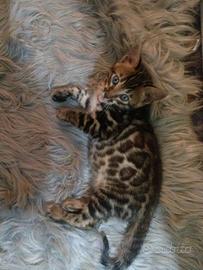 Cucciola Bengala pedigre afsiManto brown con cuori