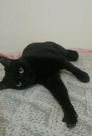 Micette Superstar in adozione