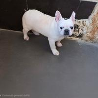 Bulldog francese femmina 5 anni