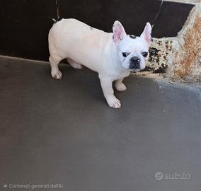 Bulldog francese femmina 5 anni