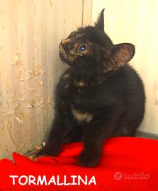 TORMALLINA micina nera di 3 mesi