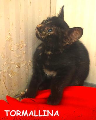 TORMALLINA micina nera di 3 mesi