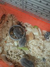 Criceti russi cuccioli