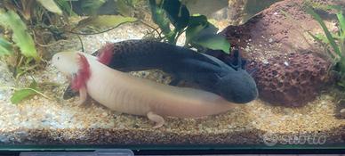 Vendesi Axolotl