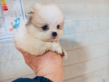 Spitz di Pomerania MINI TOY