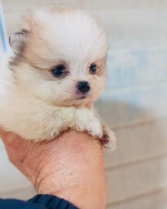 Spitz di Pomerania MINI TOY