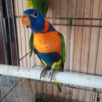 Pappagallo lory lori rubitorquis arcobaleno moll