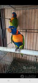 Pappagallo lory lori rubitorquis arcobaleno moll