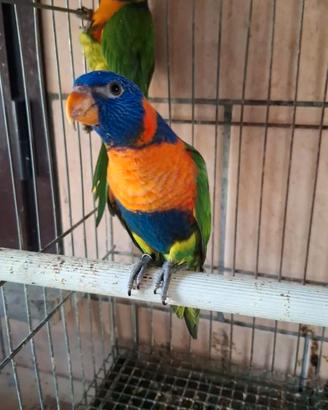 Pappagallo lory lori rubitorquis arcobaleno moll