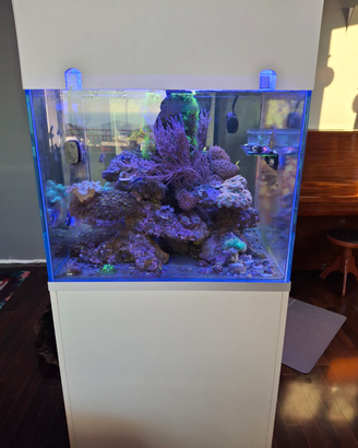Acquario marino