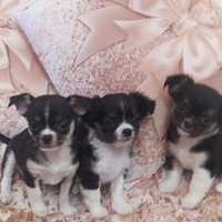 Chihuahua