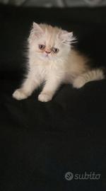 Cuccioli gatto persiano
