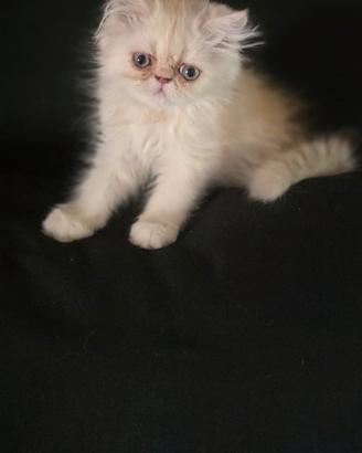 Cuccioli gatto persiano