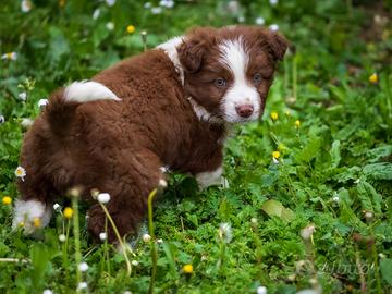 Cuccioli di Border collie
