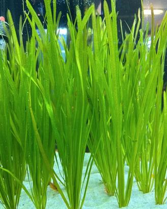 PIANTA ACQUARIO VALLISNERIA MEDIA