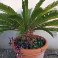 piante cycas