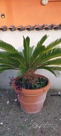 piante cycas