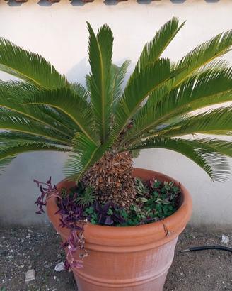 piante cycas