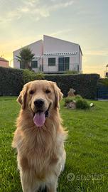 Golden Retriever americano di 1 anno