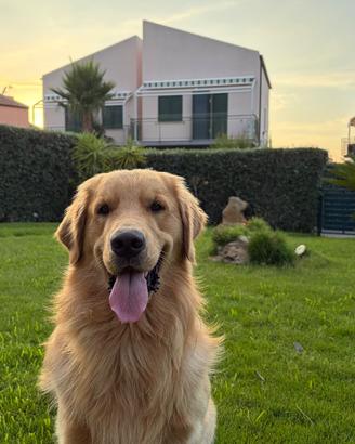 Golden Retriever americano di 1 anno
