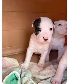 Pitbull