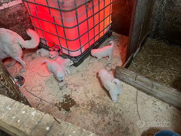 Cucciola di pastore maremmano