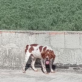 Breton disponibile per monta
