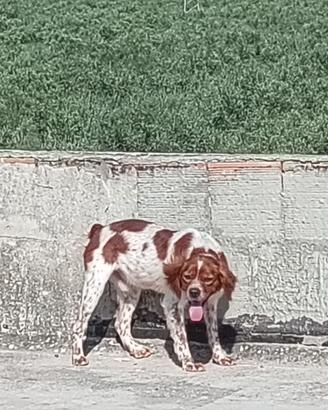 Breton disponibile per monta