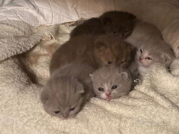 Cuccioli British Shorthair