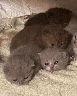 Cuccioli British Shorthair