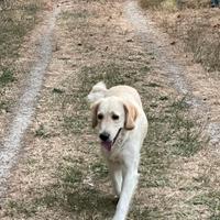 Femmina adulta di Golden Retriever