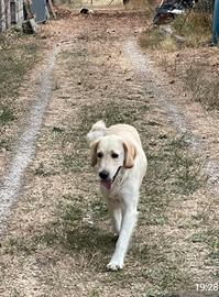 Femmina adulta di Golden Retriever