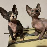 Cuccioli Canadian sphynx