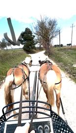 Cavalla Haflinger