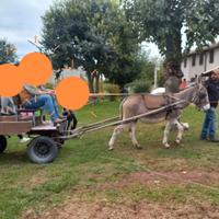 Asina 9 anni e calessino