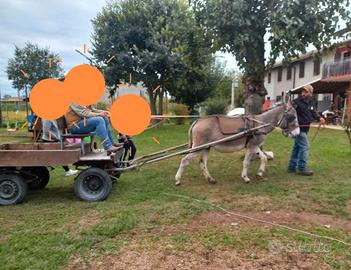 Asina 9 anni e calessino