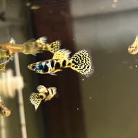 Guppy yellow tiger