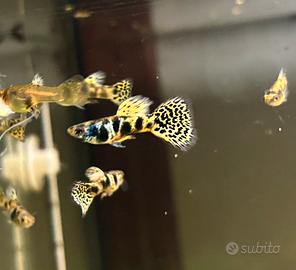 Guppy yellow tiger