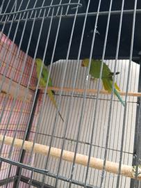 Parrocchetti dal collare pappagalli