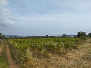 Terreno Agricolo con Vigna e Olivi
