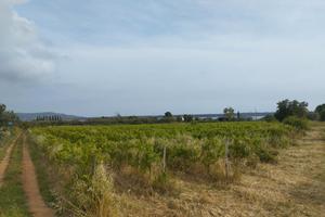 Terreno Agricolo con Vigna e Olivi
