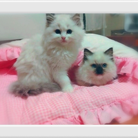 Meravigliosi Ragdoll con pedigree