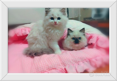 Meravigliosi Ragdoll con pedigree