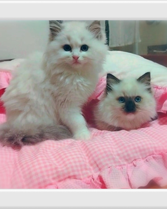 Meravigliosi Ragdoll con pedigree
