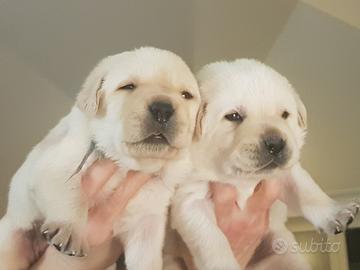 Disponibili cuccioli di labrador retriever