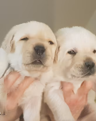 Disponibili cuccioli di labrador retriever